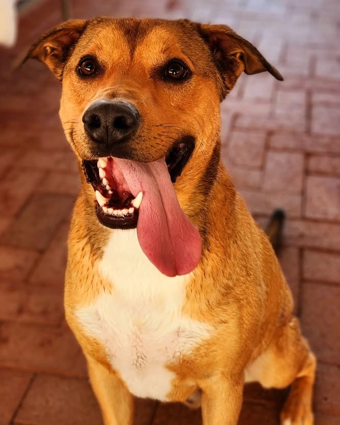 Happy tan dog smiling in an outdoor kennel yard