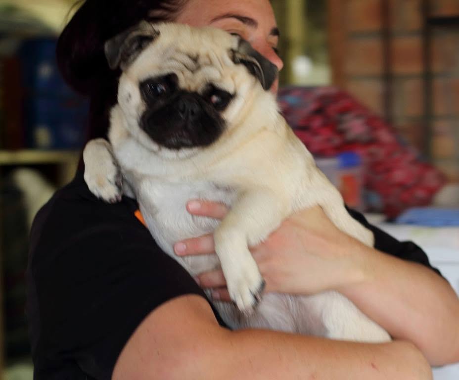 Staff member cuddling a pug at the boarding kennel