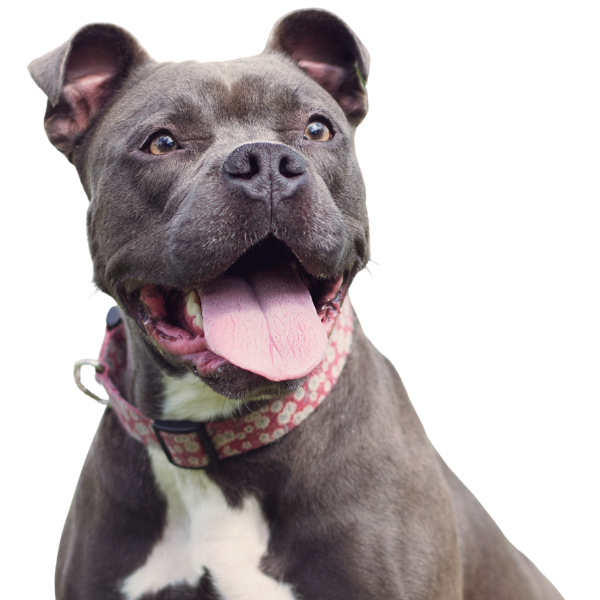 Happy grey Staffordshire terrier wearing a patterned collar