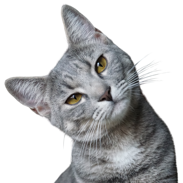 Grey tabby cat looking to the side against a white background