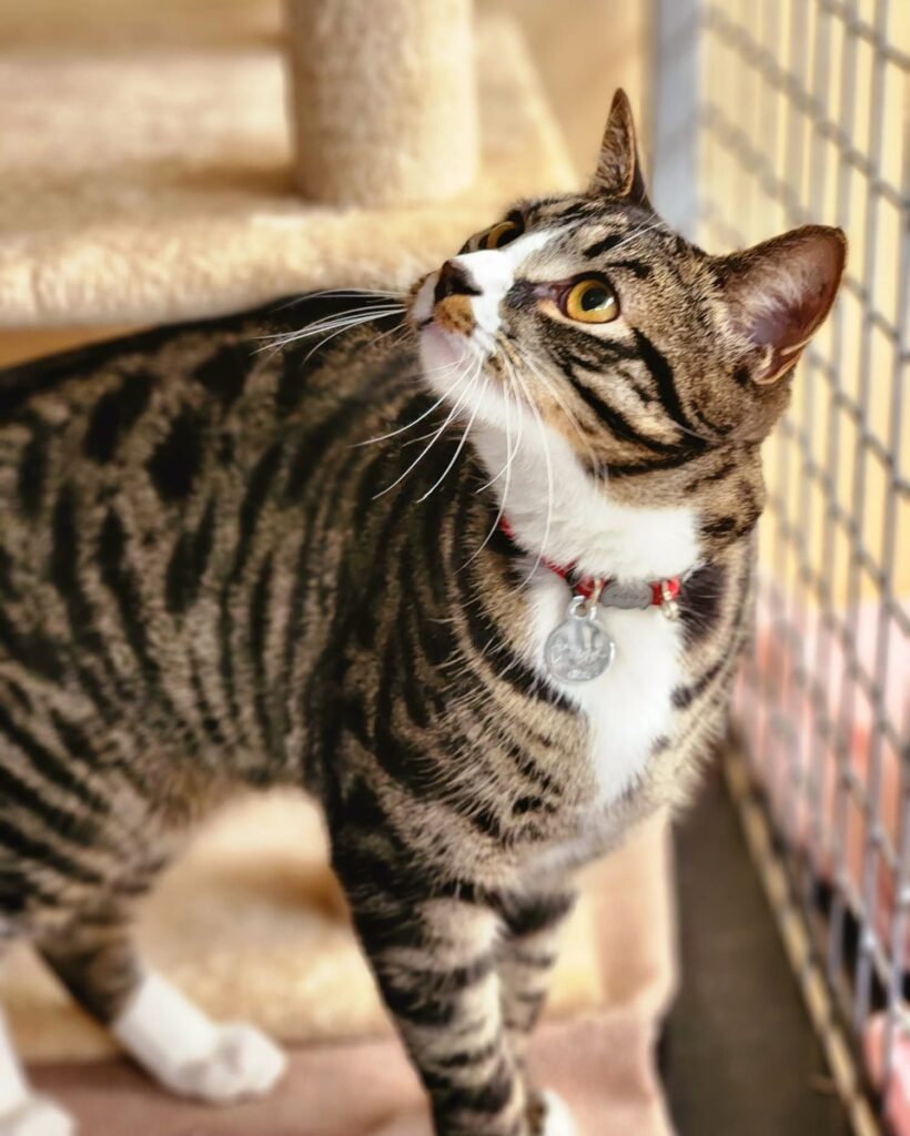 Tabby cat looking up while relaxing at the cattery