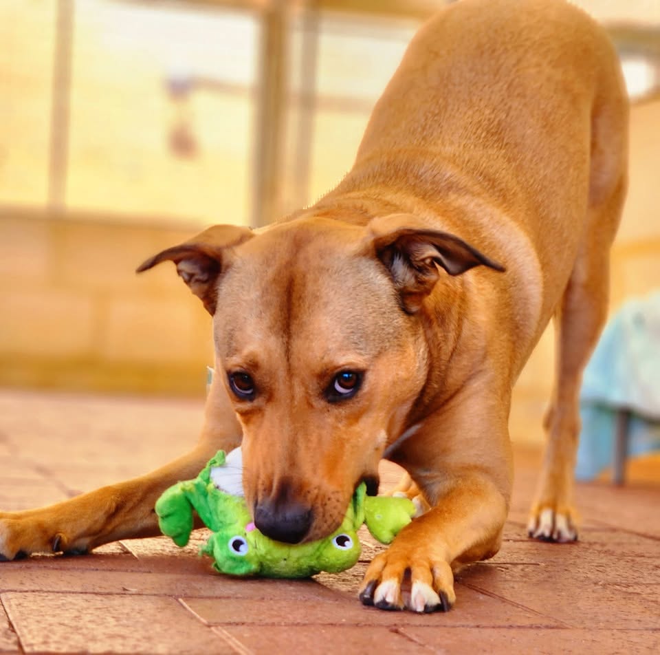 Brown dog playing with a toy during kennel playtime