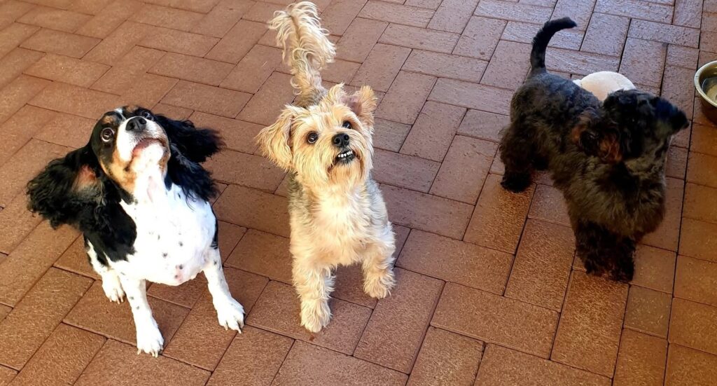 Three dogs looking up eagerly on a paved kennel courtyard