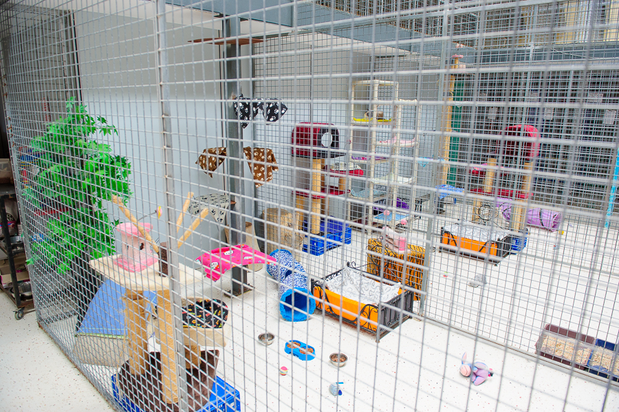 Spacious multi-level cat boarding enclosure with beds, climbing frames and toys at Julie's Kennels